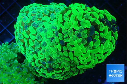 Euphyllia ancora reverse green gold purple 8-12 cm WYSIWYG acclimaté