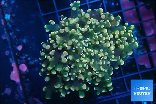 Euphyllia yaeyamaensis orange green 5-8 cm WYSIWYG acclimaté