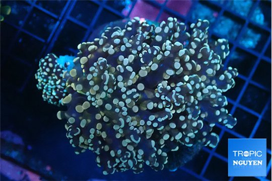 Euphyllia yaeyamaensis orange green 7-9 cm WYSIWYG acclimaté