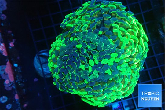 Euphyllia ancora reverse green gold purple 8-12 cm WYSIWYG acclimaté