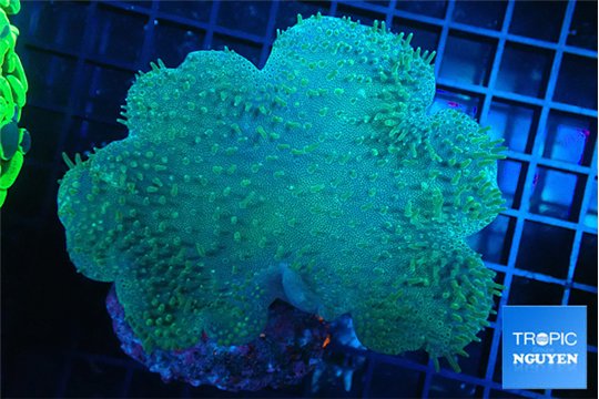 Sarcophyton long polyps 8-14 cm WYSIWYG acclimaté
