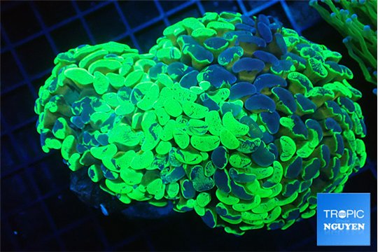 Euphyllia ancora reverse green gold purple 6-9 cm WYSIWYG acclimaté