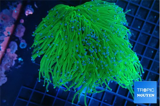 Euphyllia glabrescens green & purple tip torch 7-14 cm WYSIWYG acclimaté