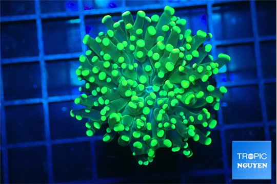 Euphyllia parancora green & purple tip 4-6 cm WYSIWYG acclimaté