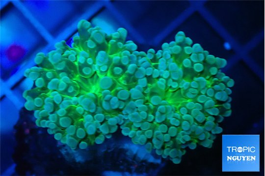 Euphyllia yaeyamaensis green 4-8 cm WYSIWYG acclimaté