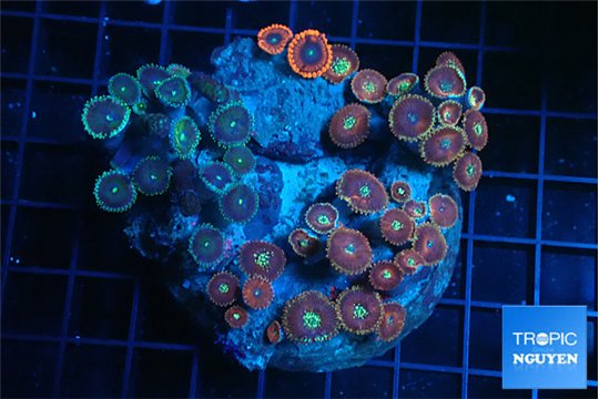 Zoanthus pink diamond 7-12 cm WYSIWYG acclimaté