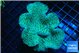 Sarcophyton long polyps 8-14 cm WYSIWYG acclimaté