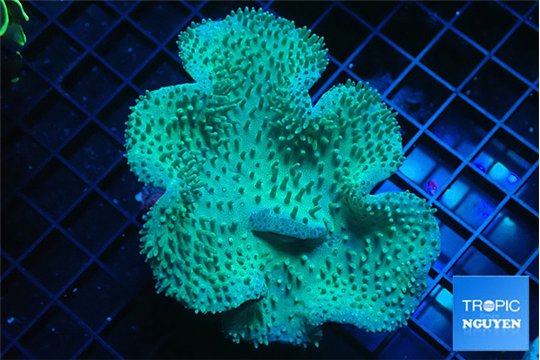 Sarcophyton long polyps 8-14 cm WYSIWYG acclimaté