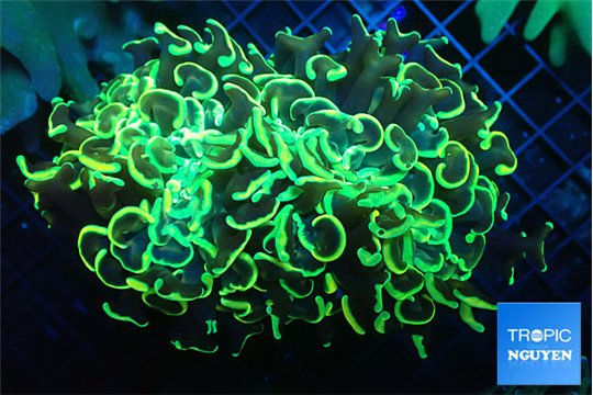 Euphyllia ancora gold 7-11 cm WYSIWYG acclimaté