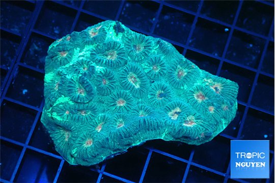 Favia green & orange eyes 5-8 cm WYSIWYG acclimaté