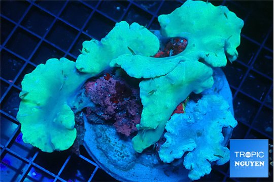 Sinularia dura green 8-14 cm WYSIWYG acclimaté