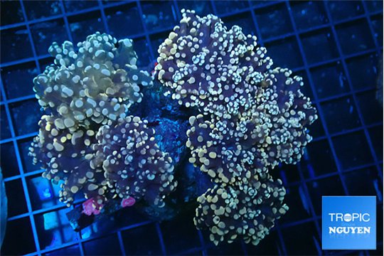 Euphyllia paradivisa orange 8-15 cm WYSIWYG acclimaté