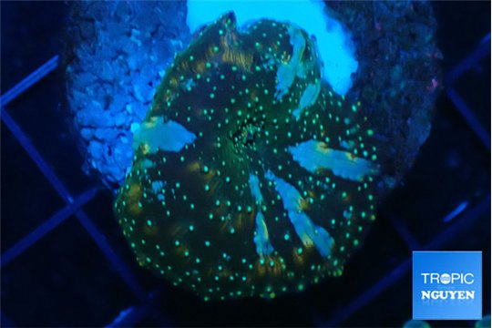 Discosoma golden fusion 1 polyp WYSIWYG acclimaté