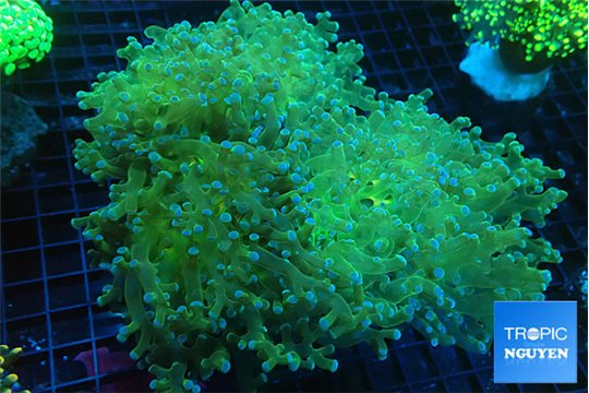 Euphyllia paradivisa sunset 8-14 cm WYSIWYG acclimaté