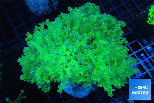 Euphyllia paradivisa green purple 8-12 cm WYSIWYG acclimaté