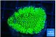 Montipora green 2-4 cm WYSIWYG acclimaté