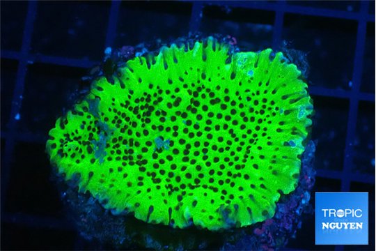 Montipora green 2-4 cm WYSIWYG acclimaté