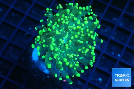 Euphyllia glabrescens green & yellow tip 3-5 cm WYSIWYG acclimaté