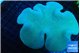 Sarcophyton green body long polyps 8-14 cm WYSIWYG acclimaté