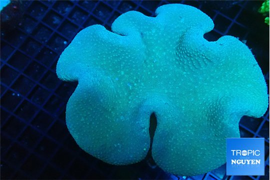 Sarcophyton green body long polyps 8-14 cm WYSIWYG acclimaté