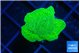 Montipora green cap 2-3 cm WYSIWYG acclimaté