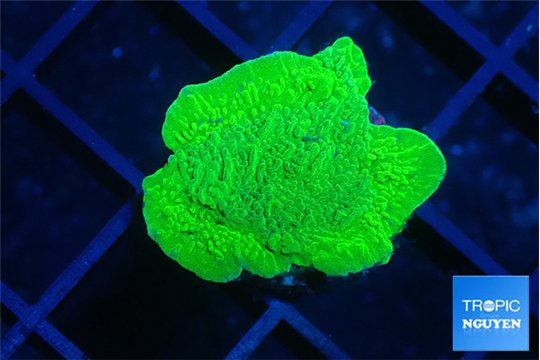 Montipora green cap 2-3 cm WYSIWYG acclimaté