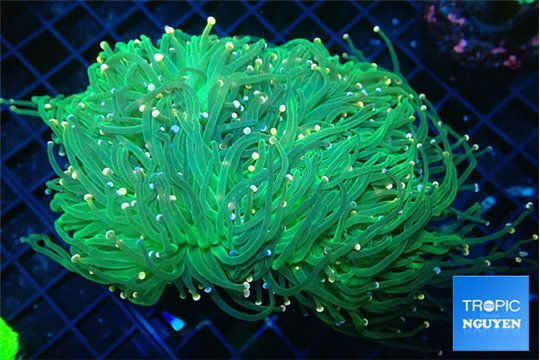 Euphyllia glabrescens green & pink tip torch 7-14 cm WYSIWYG acclimaté