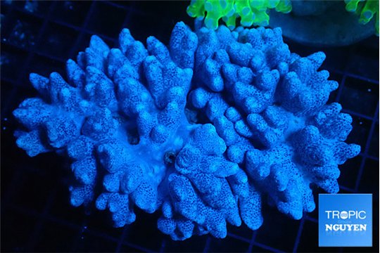 Cladellia short finger 10-14 cm WYSIWYG acclimaté