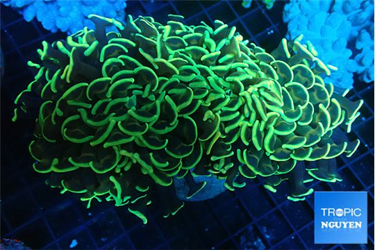 Euphyllia ancora gold 7-11 cm WYSIWYG acclimaté