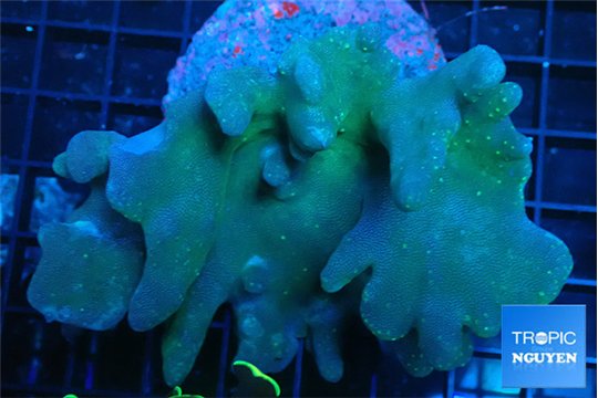 Lobophytum 8-14 cm WYSIWYG acclimaté