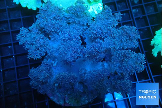 Cladellia long finger 10-14 cm WYSIWYG acclimaté