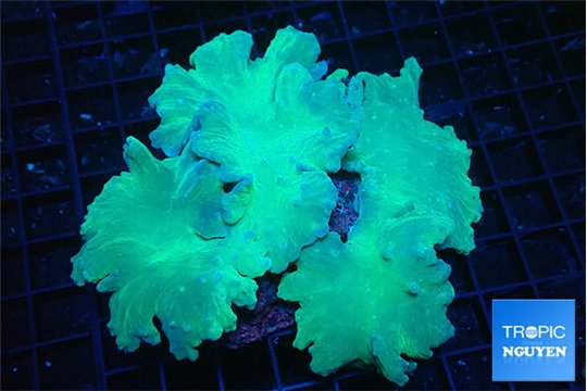 Sinularia dura green 8-14 cm WYSIWYG acclimaté