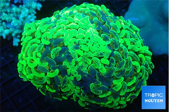 Euphyllia ancora reverse green gold purple 8-14 cm WYSIWYG acclimaté
