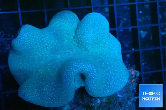 Sarcophyton greeny body long polyps 8-14 cm WYSIWYG acclimaté