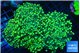 Euphyllia parancora green 7-14 cm WYSIWYG acclimaté