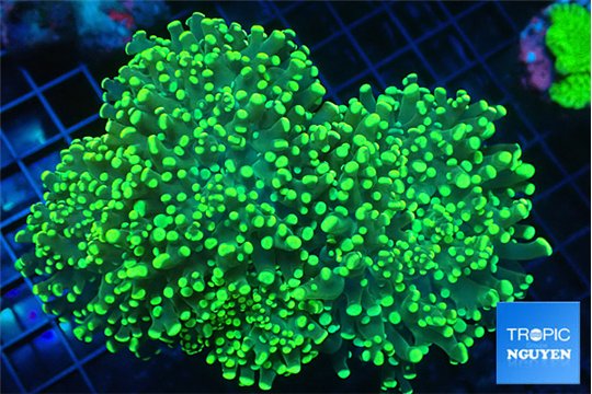 Euphyllia parancora green 7-14 cm WYSIWYG acclimaté