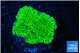 Montipora green 3-4 cm WYSIWYG acclimaté