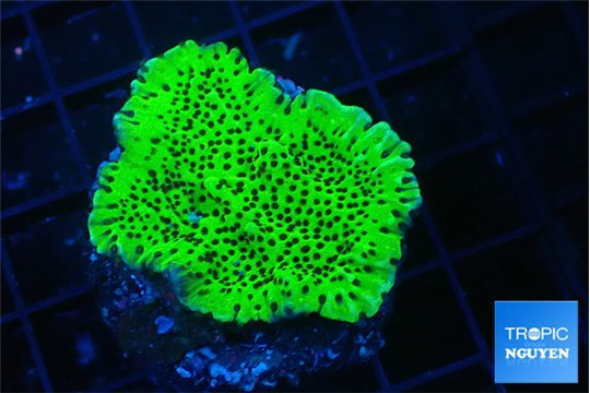 Montipora green 3-4 cm WYSIWYG acclimaté