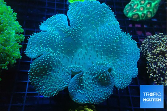 Sarcophyton long polyps 8-14 cm WYSIWYG acclimaté