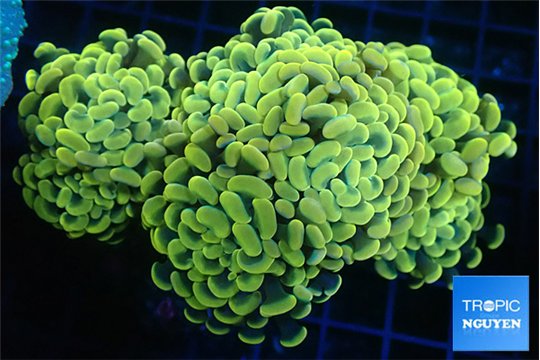 Euphyllia paraancora orange 7-14 cm WYSIWYG acclimaté