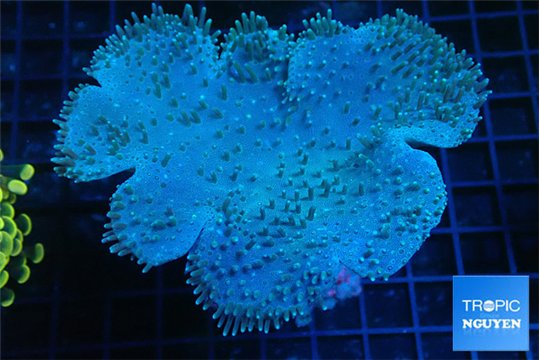 Sarcophyton long polyps 8-14 cm WYSIWYG acclimaté