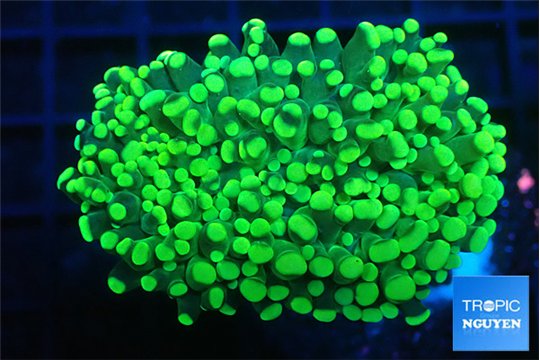 Euphyllia parancora green 7-10 cm WYSIWYG acclimaté