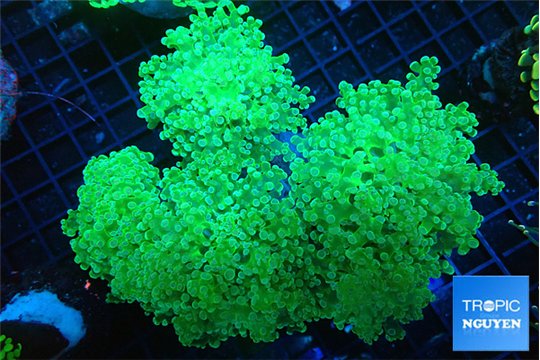 Euphyllia paradivisa green purple 10-16 cm WYSIWYG acclimaté