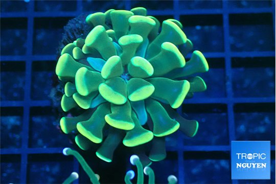 Euphyllia paraancora gold 4-7 cm WYSIWYG acclimaté