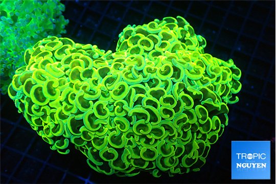 Euphyllia ancora gold 11-16 cm WYSIWYG acclimaté