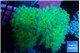 Euphyllia paradivisa green purple 8-12 cm WYSIWYG acclimaté