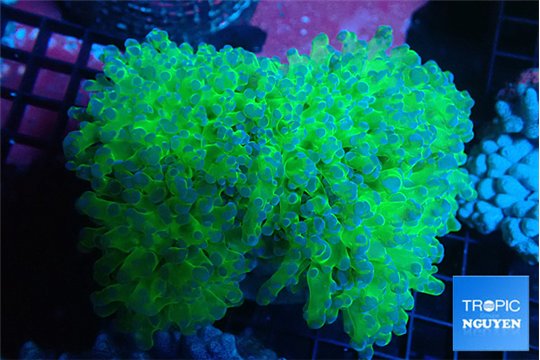 Euphyllia paradivisa green purple 8-12 cm WYSIWYG acclimaté
