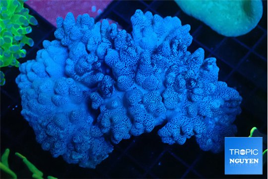 Cladellia short finger 8-12 cm WYSIWYG acclimaté