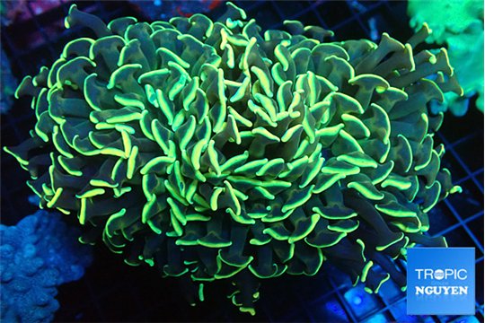 Euphyllia ancora gold 8-12 cm WYSIWYG acclimaté