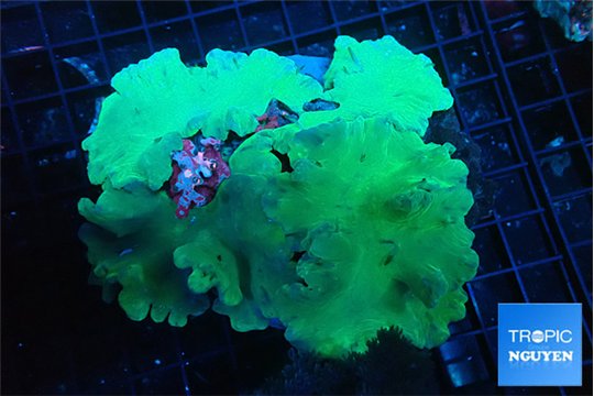 Sinularia dura greeny 9-14 cm WYSIWYG acclimaté